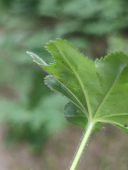 Alchemilla