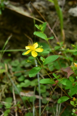 Hypericum taihezanense
