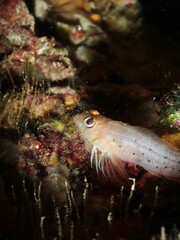 Notoclinops yaldwyni