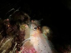 Notoclinops yaldwyni