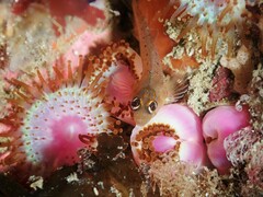 Notoclinops yaldwyni