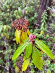 Rhododendron columbianum