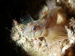 Notoclinops yaldwyni