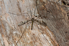 Austrolimnophila argus