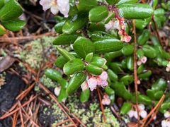 Arctostaphylos nummularia