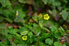 Erythranthe nepalensis