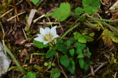 Gentiana flavomaculata
