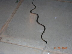 Aspidites melanocephalus