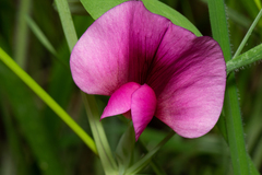 Lathyrus tingitanus
