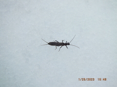 Allocapnia vivipara