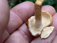 Hydnum oregonense