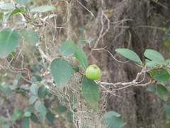 Sebastiania commersoniana