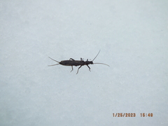 Allocapnia vivipara