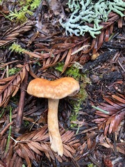 Hydnum oregonense