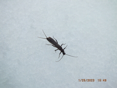 Allocapnia vivipara