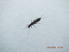 Allocapnia vivipara