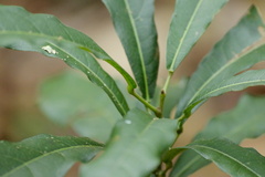 Carronia multisepalea