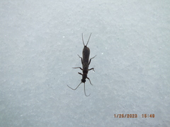 Allocapnia vivipara