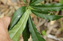 Carronia multisepalea