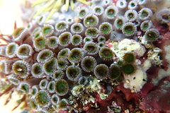 Zoanthus sansibaricus