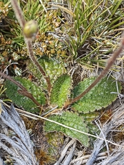 Brachyglottis bellidioides