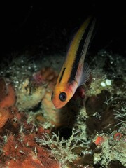 Forsterygion maryannae