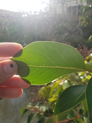 Ligustrum lucidum