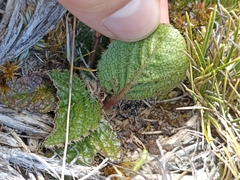 Brachyglottis bellidioides