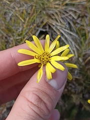 Brachyglottis bellidioides