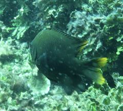 Neoglyphidodon nigroris