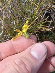Brachyglottis bellidioides