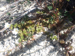 Epilobium wilsonii