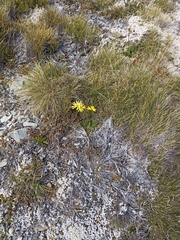 Brachyglottis bellidioides