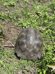 Chelonoidis niger