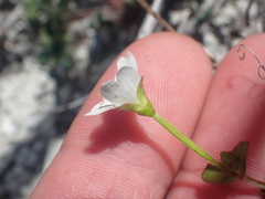 Epilobium wilsonii