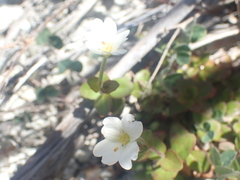 Epilobium wilsonii