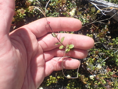 Epilobium wilsonii