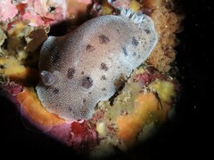 Alloiodoris lanuginata