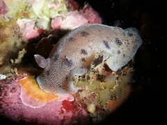 Alloiodoris lanuginata