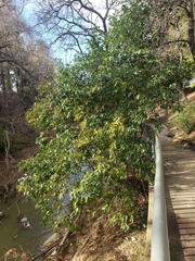 Ligustrum lucidum