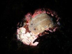 Alloiodoris lanuginata