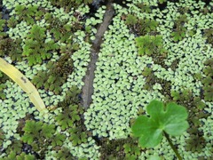 Lemna minuta