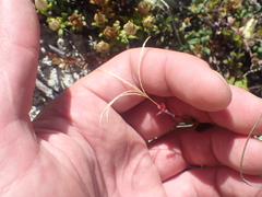 Epilobium wilsonii