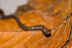 Pseudoeurycea orchileucos