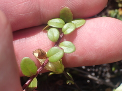 Epilobium wilsonii