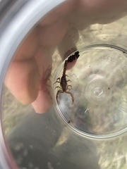 Serradigitus gertschi