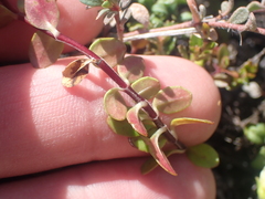 Epilobium wilsonii