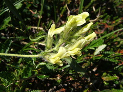 Oxytropis maydelliana