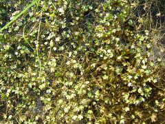 Ranunculus hyperboreus