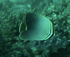 Chaetodon baronessa
